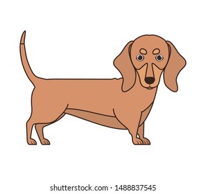 cute dachshund dog on white background