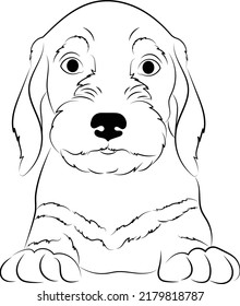 Cute dachshund dog puppy vector illustration isolated