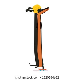 
Cute dachshund dog riding skateboard, wearing a yellow helmet, flapping ears in the wind. Isolated on white background. Vector illustration. Flat design.