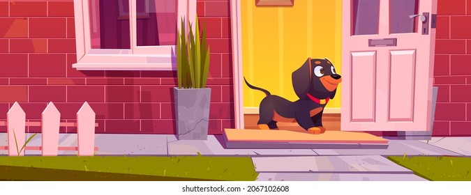 Cute dachshund dog stand at home door, pet going for a walk. Domestic animal cartoon funny character at cottage doorway with window, red brick and fence, puppy at house outside, Vector Illustration