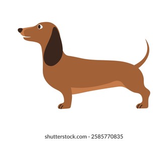 Cute dachshund dog standing. Pet, breed. Isolated flat vector illustration