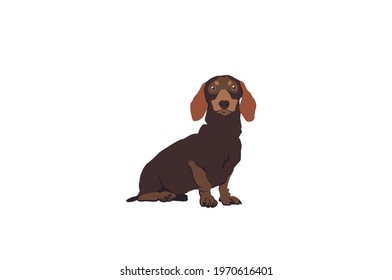 Cute dachshund dog vector Illustration isolated on White Background