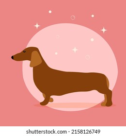 Cute dachshund dog. Vector illustration.