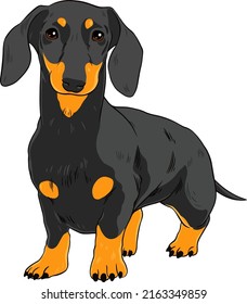 Cute Dachshund Dog Vector Illustration Stock Vector (Royalty Free ...