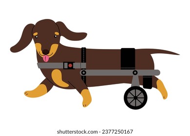 Cute Dachshund Hund in einem Rollstuhl, läuft mit aussteigender Zunge herum und genießt das Leben. Einzige Vektorgrafik in flachem Design