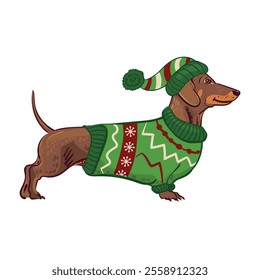 A cute dachshund dog in winter Christmas and New Year costume . Christmas greeting card concept. Animal and dog holidays characters. Pet in jacket and hat. Vector flat illustration.