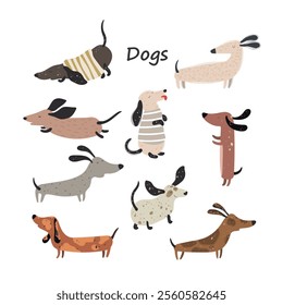 Cute Dachshund dogs, set with hand drawn dogs on white background. Vector illustration.