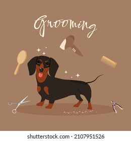 Cute dachshund in the grooming salon. Vector illustration of caring for your pets.