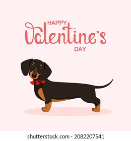 Un dachshund lindo con corazones. Tarjeta de San Valentín con un perro.
