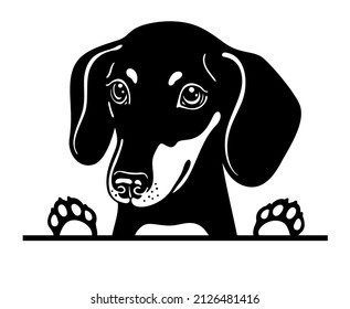 Retrato de Dachshund, perro de Badger