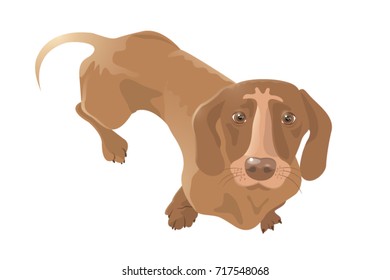 Cute dachshund puppy. Vector illustration of dog character. 
