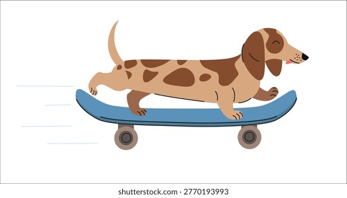Cute dachshund riding skateboard. Flat vector illustration of spotted sausage dog in motion, playful pet character for kids designs, prints or fun graphics.