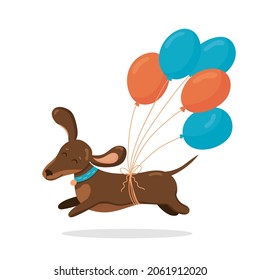 Cute dachshund run in love mood with air balloons isolated on white background. Vector illustration. Birthday greeting day card element