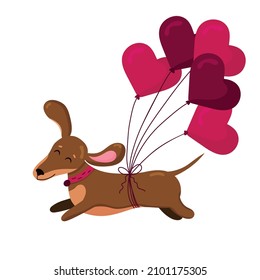 Cute dachshund run in love mood with air hearts balloons isolated on white background. Greeting card vector illustration element