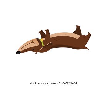 Cute dachshund sleeping on white background. Doggy lifestyle.