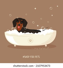 Cute dachshund is taking a bath. Vector illustration of pet care.