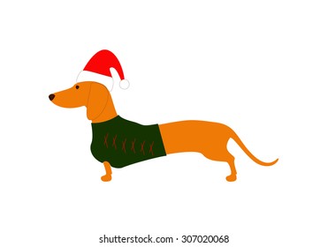 Cute dachshund wearing Christmas suit, green jersey decorated with red stripes and red hat