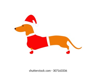 Cute dachshund wearing Christmas suit, red coat, hat and boots isolated on white background