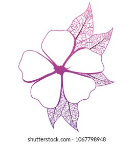 cute daisy flower with leafs decorative