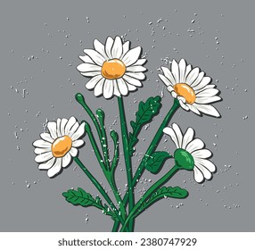 Flores de margarita, diseño vectorial