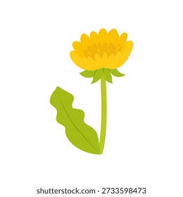 Cute dandelion spring flower on stem with green leaves on white background. Botanical flat vector illustration.