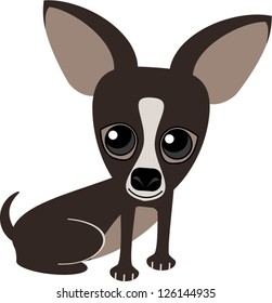 Cute dark chocolate brown chihuahua dog with big googly eyes and huge ears.