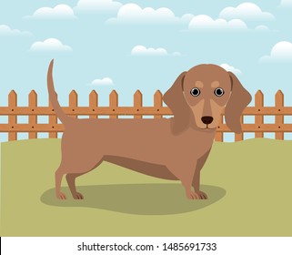 cute dashhund dog pet in the camp