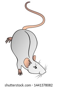 Cute decorative rat - a symbol of 2020 according to the Chinese horoscope. Chinese New Year of the Rat. The rat is a great pet. She is smart and good-natured. Rat - vector picture.