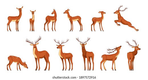 Cute deer with antlers, vector illustration set. Standing, jumping and grazing. Cartoon flat style drawing isolated on a white background.