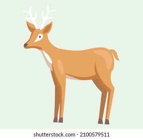 Cute deer with antlers, vector illustration. Standing antelope side view. Cartoon style drawing wild forest herbivorous animal. Gazelle zoo and nature concept, brown springbok, hoofed mammal