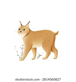 A cute desert lynx