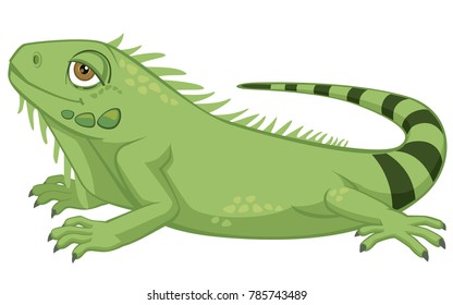 Cute Detailed Pet Iguana Cartoon Style Vector Illustration Isolated on White