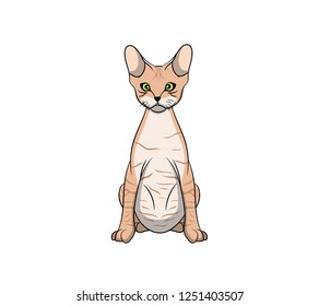 Cute Devon Rex Cartoon Cat. Vector illustration of purebred devon rex cat.