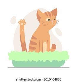 Cute dissatisfied licking ginger, red kitten, cat  sitting in the green bed for cats isolated on white. Vector illustration for postcard, banner, decor, design, arts, web, calendar, advirtising.