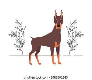 cute doberman dog on white background