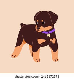 Lindo doberman pinscher cachorros de pie. Bebé Rottweiler con cuello con placa. Cachorro serio de la raza del perro guardián. Divertido Pequeño Dobermann. Adorable perro, mascota feliz. Ilustración vectorial plana aislada