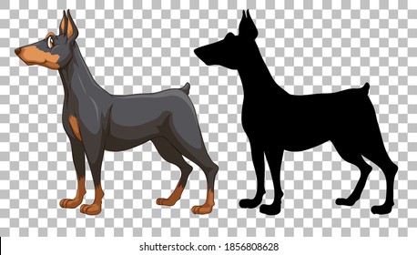 Cute doberman pinscher and its silhouette on transparent background illustration