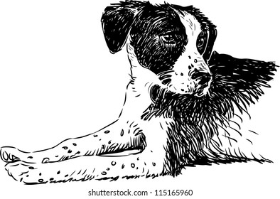 cute dog