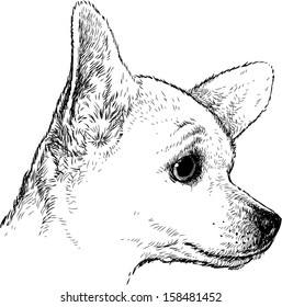 cute dog