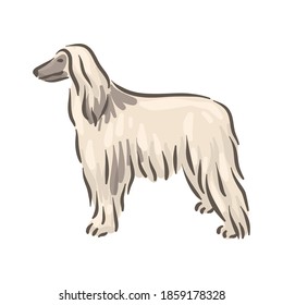 Cute dog Afgan Hound breed pedigree vector illustration 
