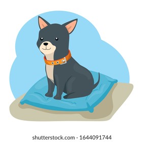 cute dog animal with collar in cushion vector illustration design