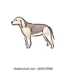 Cute dog Beagle breed pedigree vector illustration 