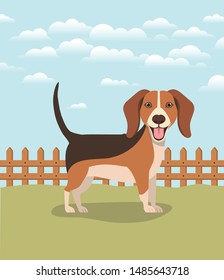 cute dog beagle pet in the camp