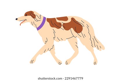 Cute dog of Borzoi breed. Happy big thin doggy walking. Russian Hunting Sighthound, wolfhound going, strolling. Canine animal profile in collar. Flat vector illustration isolated on white background