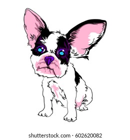 Cute dog, boston terrier