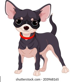 Cute dog of breed Chihuahua