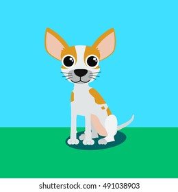 Cute dog of breed Chihuahua sitting action.