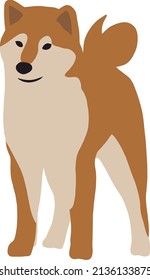 Cute dog breed shiba inu stands in full growth