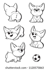 Cute dog breed welsh corgi, collection, vector set illustration