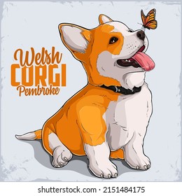 Cute dog breed Welsh Corgi Pembroke in full length with Monarch Butterfly on his nose